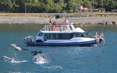 Dolphins playing with Kotuku boat nearby