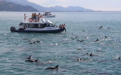 People aboard Kotuku surrounded by dolphins