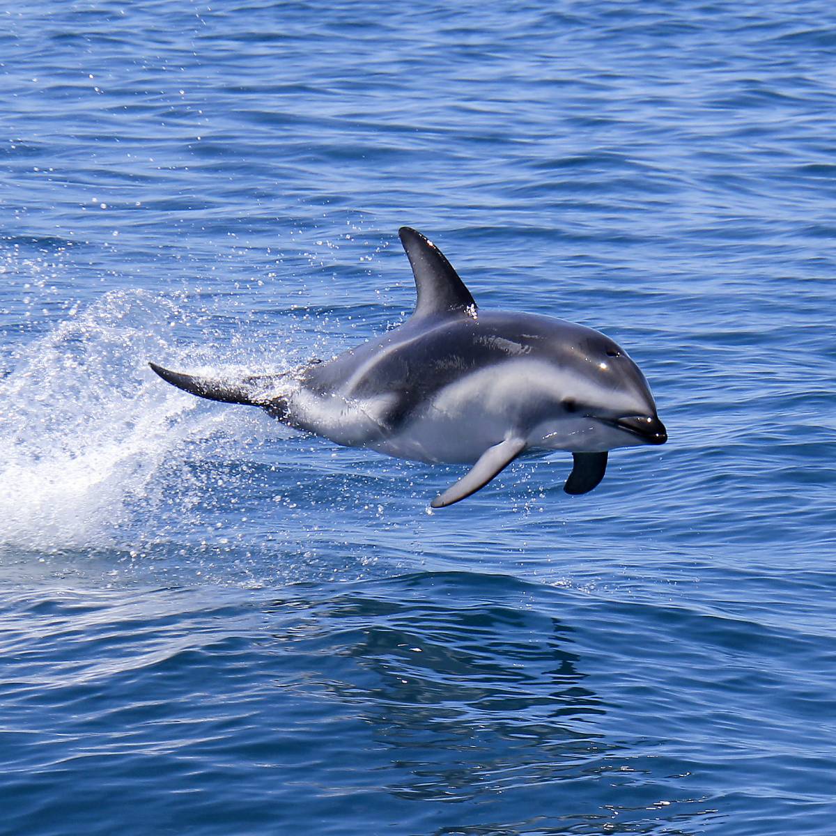 Refund Guarantee | Dolphin Encounter New Zealand