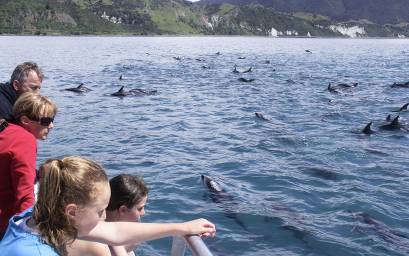 Family viewing dolphins