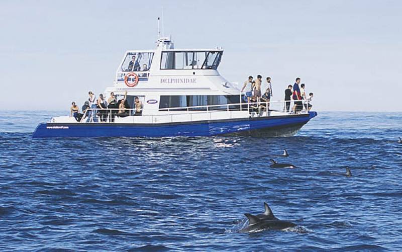 Our Modern Fleet | Dolphin Encounter New Zealand